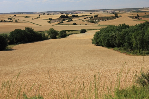 Camino de Santiago por Burgos