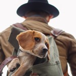 8 Tips for doing the Camino de Santiago with your dog